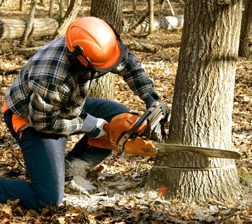 Tree Removal in Anderson, MO
